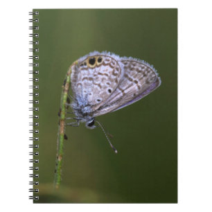 Marine Blue Butterfly Notebook