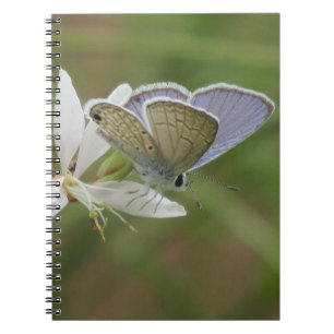 Marine Blue Butterfy on Gaura Bloom Notebook