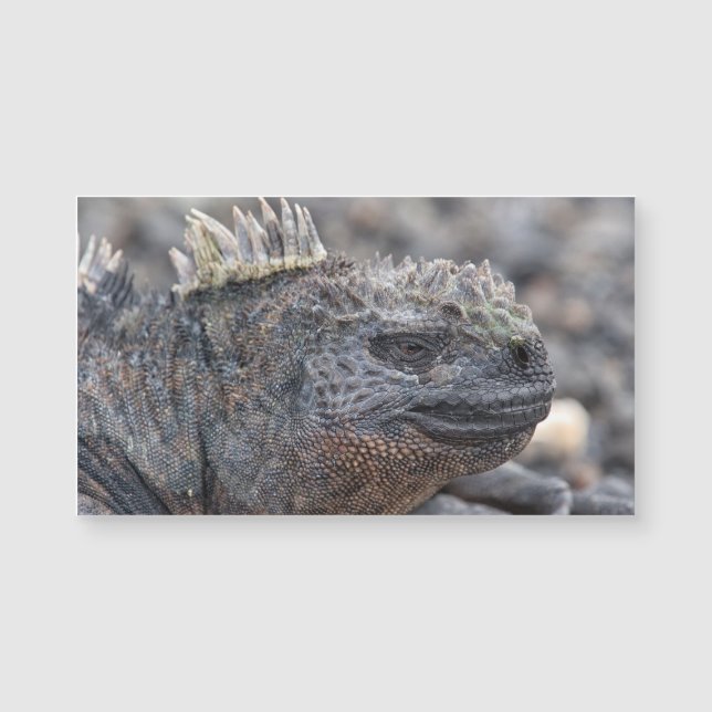 Marine Iguana (Front)