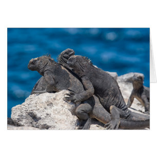 Marine Iguana