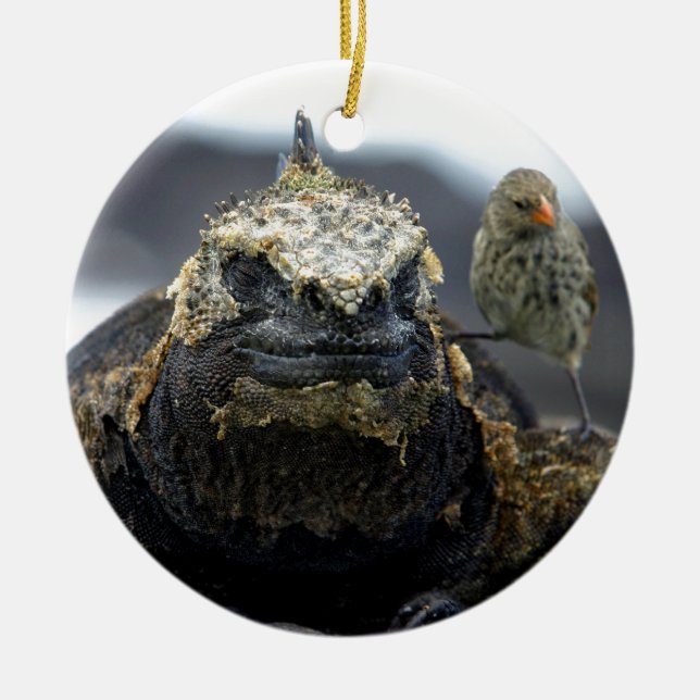Marine iguana ceramic tree decoration (Front)