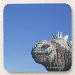 Marine Iguana Coaster