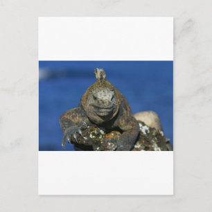 Marine iguana Galapagos Islands Postcard