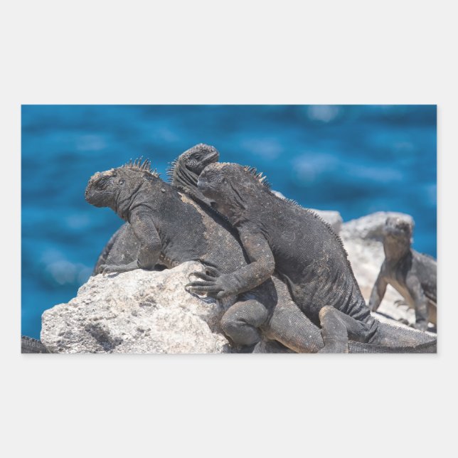 Marine Iguana Rectangular Sticker (Front)