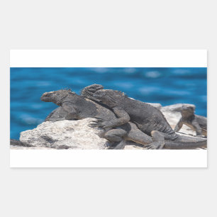 Marine Iguana Rectangular Sticker