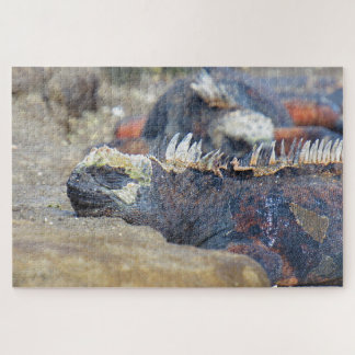 marine iguana sleeps jigsaw puzzle