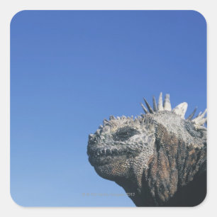 Marine Iguana Square Sticker