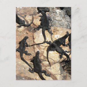 Marine Iguanas, Islas las Plazas, Galapagos Postcard