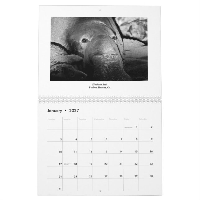 Marine Life 2011 Calendar (Jan 2027)