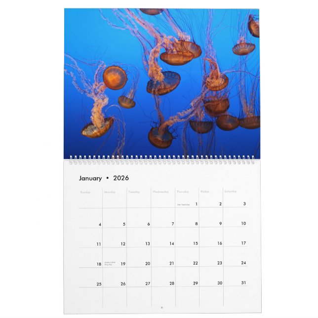 Marine life calendar (Jan 2026)