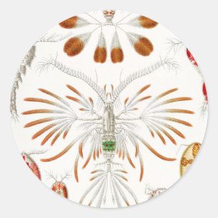 Marine Life Crustaceans, Copepoda by Ernst Haeckel Classic Round Sticker