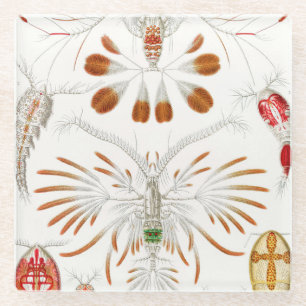 Marine Life Crustaceans, Copepoda by Ernst Haeckel Glass Coaster