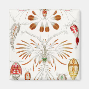 Marine Life Crustaceans, Copepoda by Ernst Haeckel Magnet