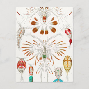 Marine Life Crustaceans, Copepoda by Ernst Haeckel Postcard
