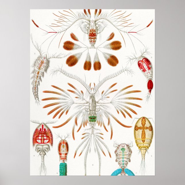 Marine Life Crustaceans, Copepoda by Ernst Haeckel Poster (Front)