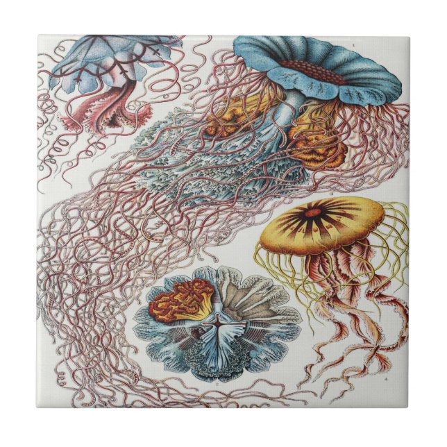 Marine life illustration - Ernst Haeckel Poster Tile (Front)