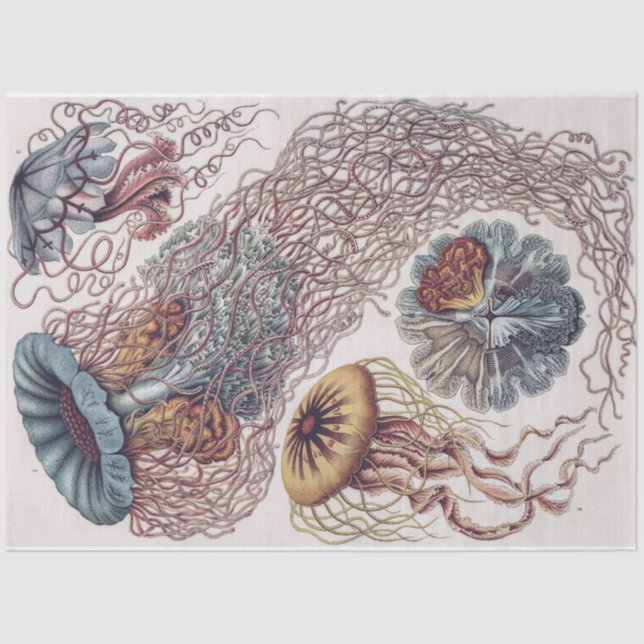 Marine Life Jellyfish - Ernst Haeckel Decoupage Tissue Paper (Front)