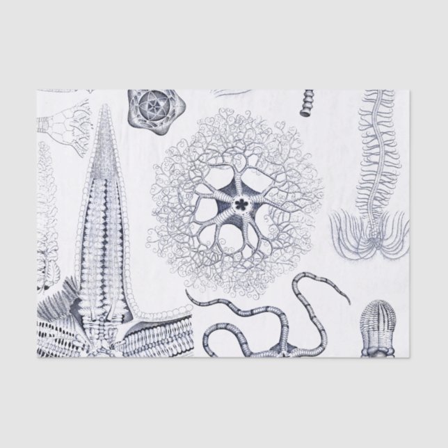 Marine Life / Marine Biology Strange Sea Creatures Tissue Paper (Front)