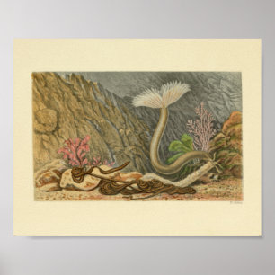 Marine Life Tube Vintage Illustration Print