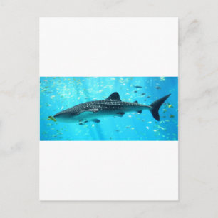 Marine Water Chic Stylish Cool Blue Whale Shark Postcard