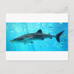Marine Water Chic Stylish Cool Blue Whale Shark Postcard