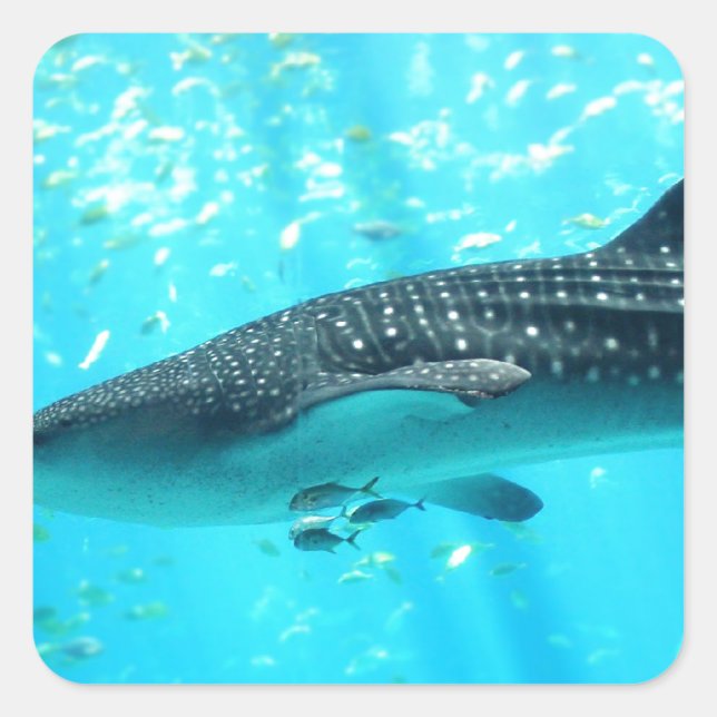 Marine Water Chic Stylish Cool Blue Whale Shark Square Sticker (Front)