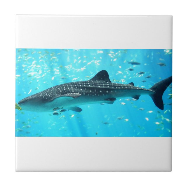 Marine Water Chic Stylish Cool Blue Whale Shark Tile (Front)