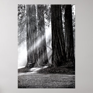 Mariposa California Redwoods Sunlight Poster