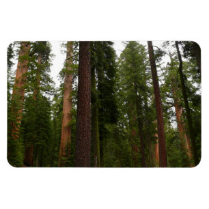 Mariposa Grove in Yosemite National Park Magnet