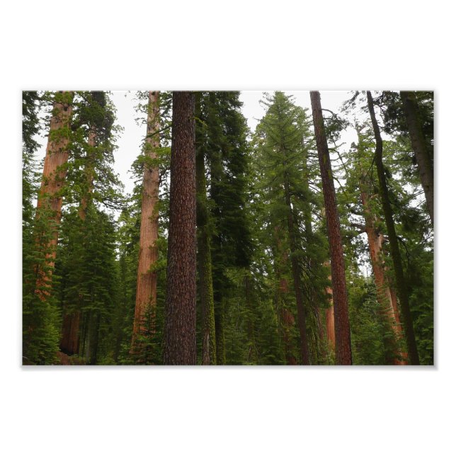 Mariposa Grove in Yosemite National Park Photo Print (Front)