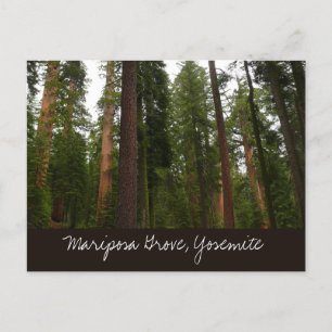 Mariposa Grove in Yosemite National Park Postcard