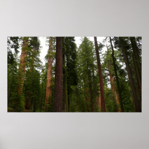 Mariposa Grove in Yosemite National Park Poster