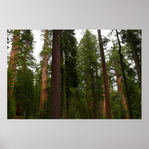 Mariposa Grove in Yosemite National Park Poster