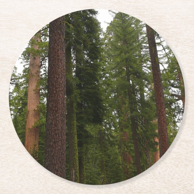 Mariposa Grove in Yosemite National Park Round Paper Coaster (Front)