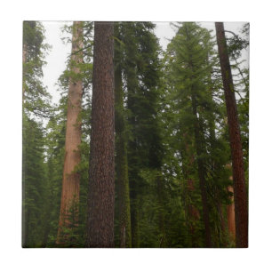 Mariposa Grove in Yosemite National Park Tile