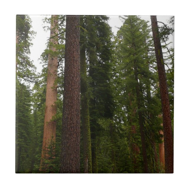 Mariposa Grove in Yosemite National Park Tile (Front)