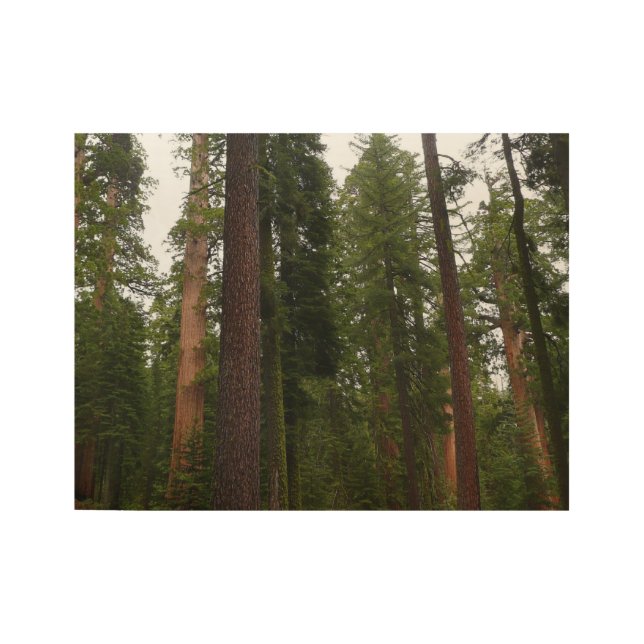 Mariposa Grove in Yosemite National Park Wood Poster (Front)