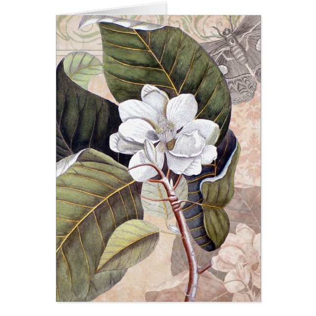 Mark Catesby Magnolia Vintage Elegance (Front)