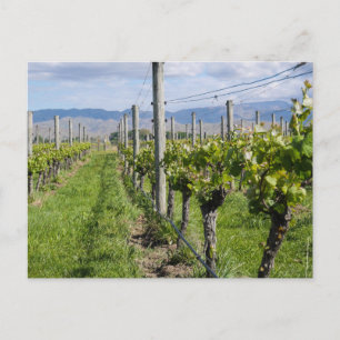 Marlborough Vineyard, New Zealand - Postcard