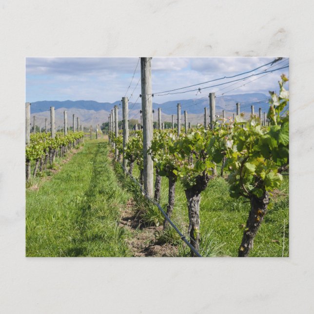 Marlborough Vineyard, New Zealand - Postcard (Front)