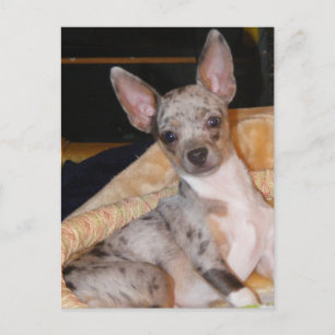 Marley~Class & Colour Collide Postcard