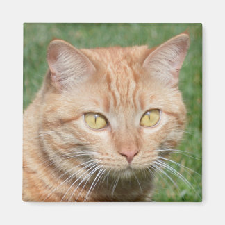 Marmalady in the Sun Magnet