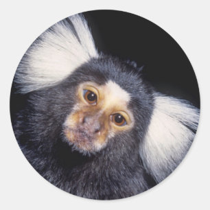 Marmoset Monkey Classic Round Sticker