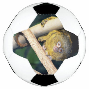 Marmoset Monkey Hi There, Soccer Ball