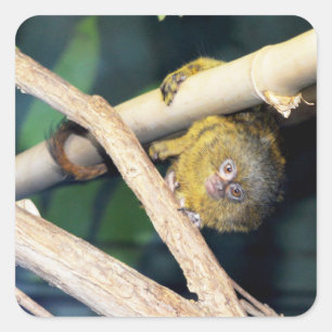 Marmoset Monkey Hi There, Stickers