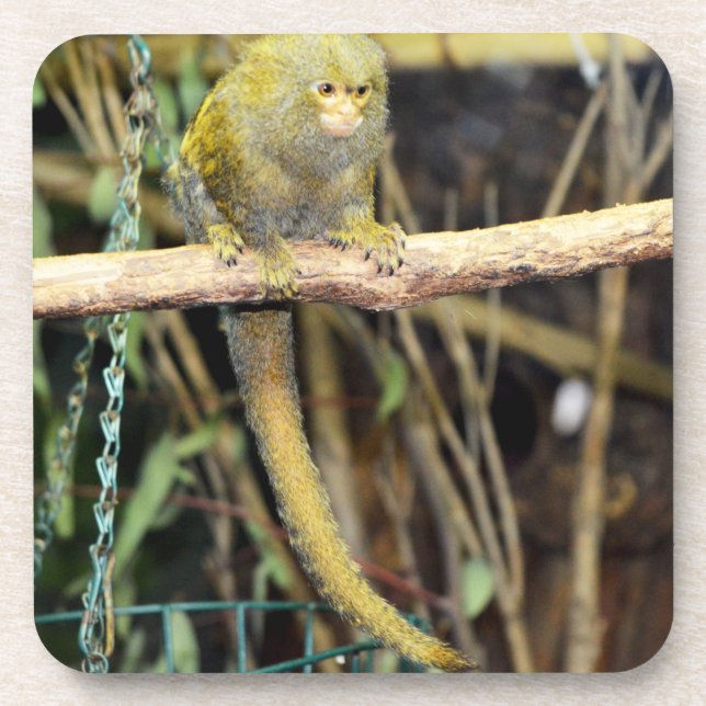 Marmoset Monkey On Alert, Coasters (Front)