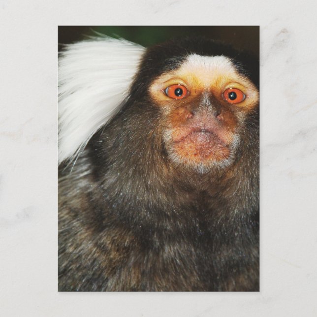Marmoset Postcard (Front)