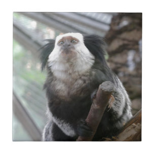 Marmoset Tile