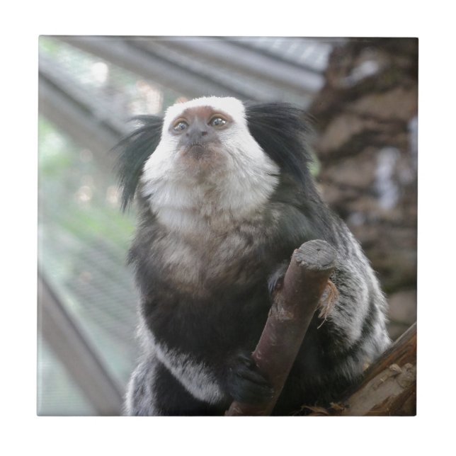 Marmoset Tile (Front)