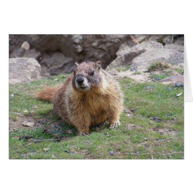 Marmot (Front Horizontal)